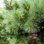 Pine Disinfectant